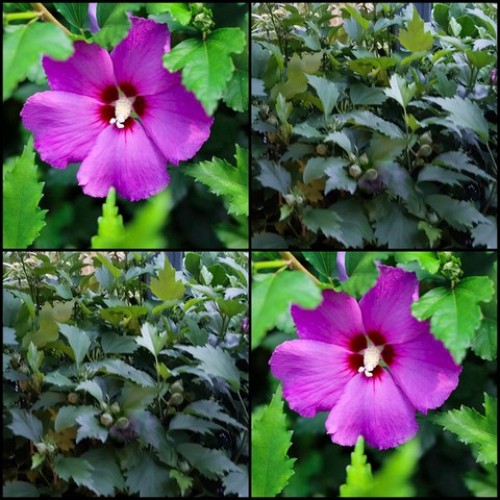 Hibiscus Mixed x 6 Plants 2 Types/Colors Rose of Sharon China Deciduous Shrubs Flowering syriacus plants Althea Cottage Garden Flowers